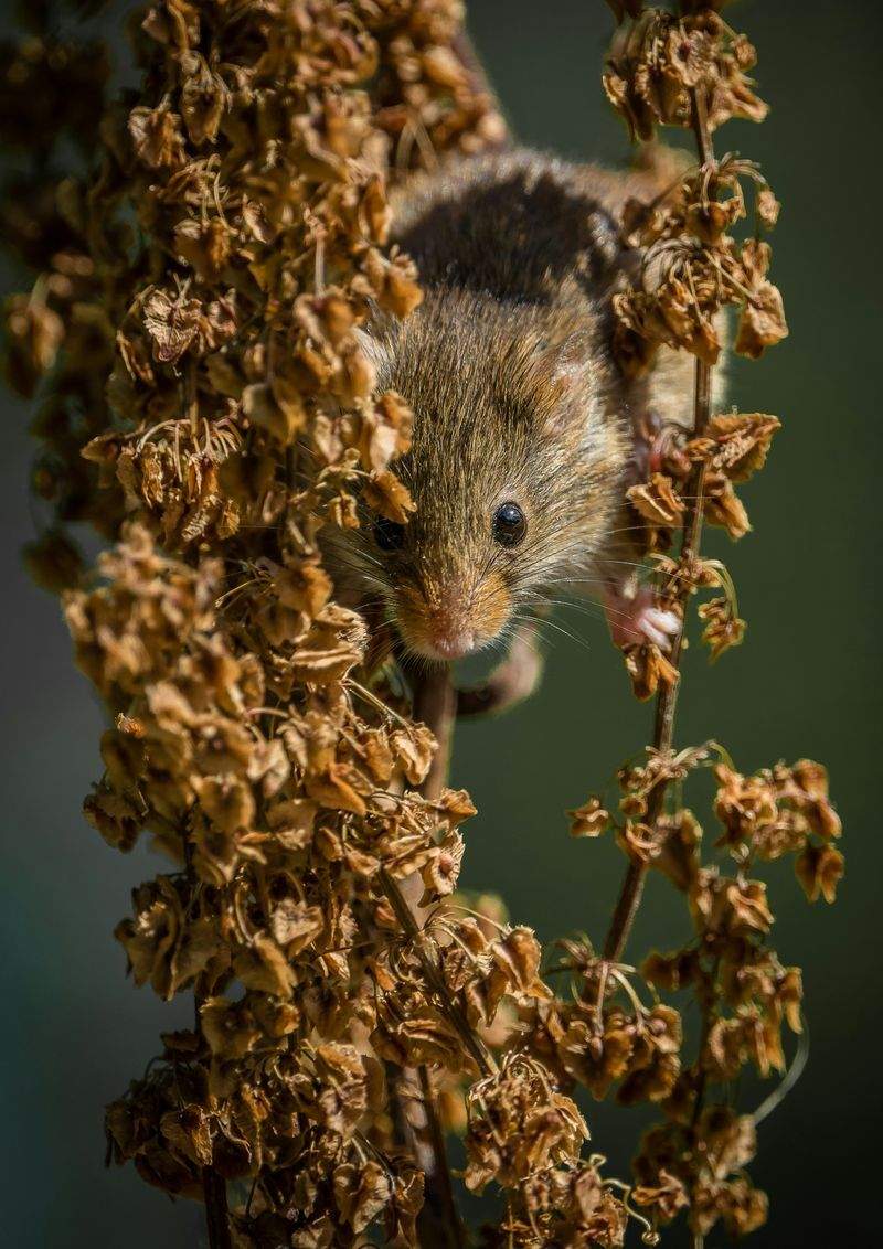 株式会社マウスデザインラボ 10